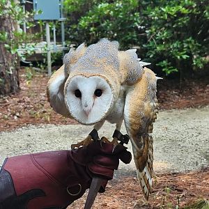 Center For Wildlife Education (GA) - Barn Owl ambassador