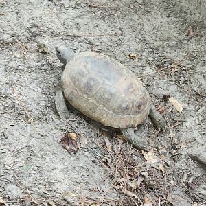 Center For Wildlife Education (GA) - Gopher Tortoise