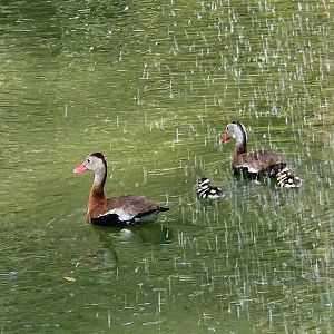 Center For Wildlife Education (GA) - Black-bellied Whistling Duck