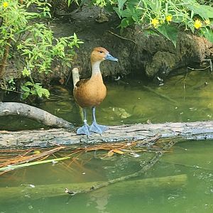Center For Wildlife Education (GA) - Fulvous Whistling Duck
