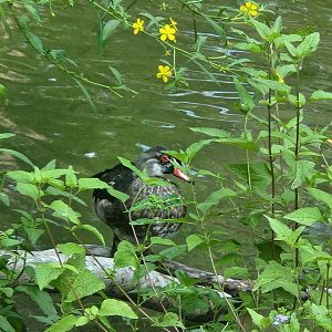 Center For Wildlife Education (GA) - Wood Duck