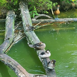 Center For Wildlife Education (GA) - Waterfowl resting