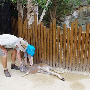 Taronga 2012 - Red Kangaroo - Old Education Centre