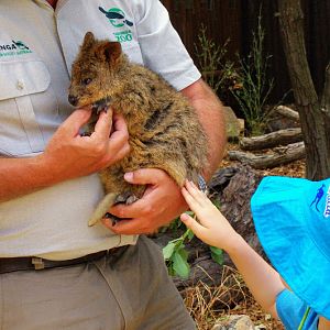 Taronga 2012 - Autumn the Quokka - Old Education Centre