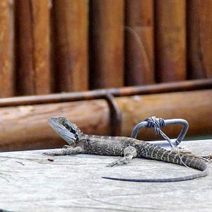 Taronga 2012 - wild Eastern Water Dragon - Old Education Centre