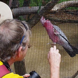 Taronga 2012 - Galah - Old Education Centre
