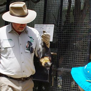 Taronga 2012 - Grey-headed Flying Fox - Old Education Centre