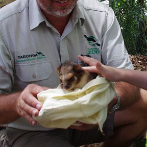 Taronga 2012 - Common Ringtail Possum - Old Education Centre