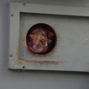 Taronga 2012 - Common Ringtail Possum - Old Education Centre