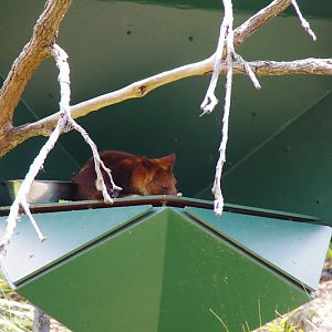 Taronga 2014 - Goodfellow's Tree Kangaroo