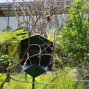Taronga 2014 - Goodfellow's Tree Kangaroo exhibit