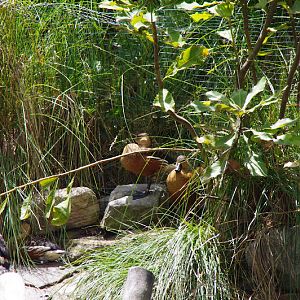Taronga 2014 - Wandering Whistling Ducks - old Wetland Birds Lake