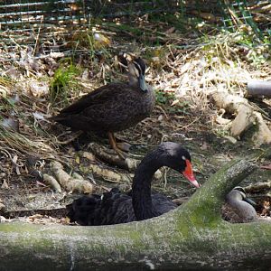 Taronga 2014 - Black Swan and Pacific Black Ducks - old Wetland Birds Lake