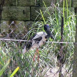 Taronga 2014 - Black-necked Stork - old Wetland Birds Lake