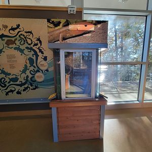 Killen's Pond Nature Center - Five-lined Skink