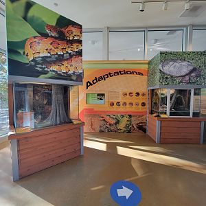 Killen's Pond Nature Center - Corn Snake, Spotted Turtle
