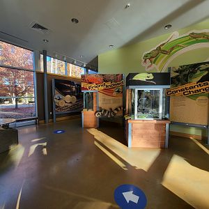 Killen's Pond Nature Center - Fowler's Toad in center, Gray Treefrog and Green Treefrog on right
