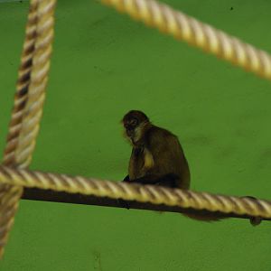 Taronga 2014 - Black-handed Spider Monkey