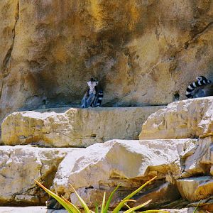 Taronga 2014 - Ring-tailed Lemur in Forest Adventure (the current capybara exhibit)