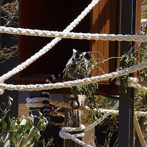 Taronga 2014 - Ring-tailed Lemur in Forest Adventure (the current capybara exhibit)