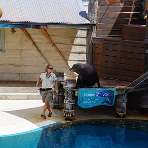 Taronga 2014 - Seal Show - California Sea Lion