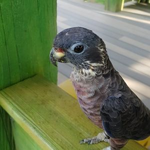 Dusky Pionus