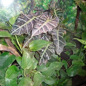 Fjärilshuset - Butterfly house - Tree frog exhibit