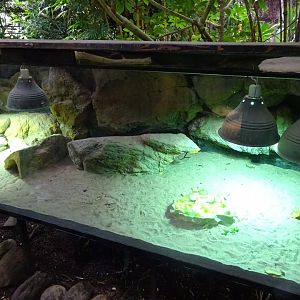 Fjärilshuset - Butterfly house - Mastigure exhibit