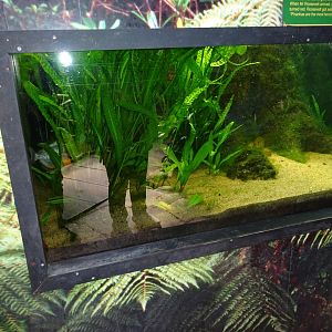 Fjärilshuset - Butterfly house - Piranha tank
