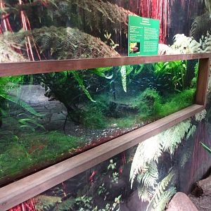 Fjärilshuset - Butterfly house - Cardinal tetra tank