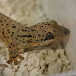 Saint Martin thick-tailed gecko (Thecadactylus oskrobapreinorum)
