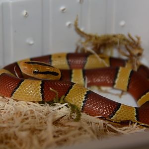 Broad-banded mountain ratsnake (Oreocryptophis porphyraceus laticinctus)