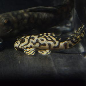 Cracked zebra pleco (Hypancistrus sp. “L236”)