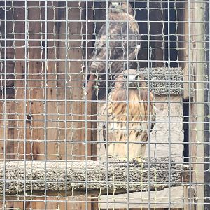 Flat Rock Brook Nature Center - Red-tailed Hawks