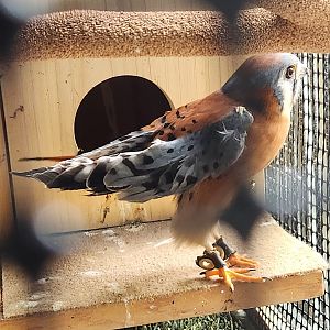 Flat Rock Brook Nature Center - American Kestrel