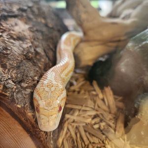 Flat Rock Brook Nature Center - Corn Snake