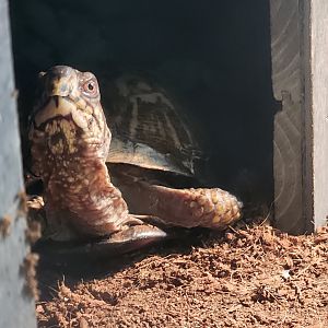 Flat Rock Brook Nature Center - Eastern Box Turtle