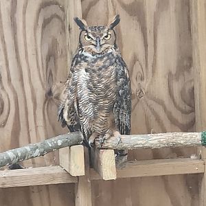 Piedmont Wildlife Center (NC) - Great Horned Owl