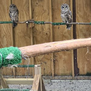 Piedmont Wildlife Center (NC) - Barred Owls