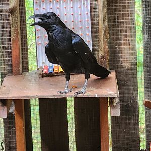 Piedmont Wildlife Center (NC) - Common Raven