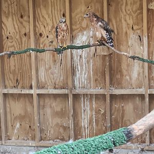 Piedmont Wildlife Center (NC) - Red-shouldered Hawks