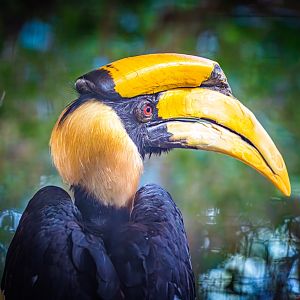 Jonah the male Great Hornbill