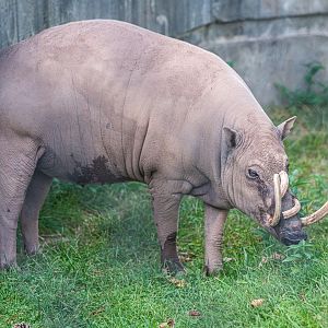 Bucky the male Sulawesi Babirusa