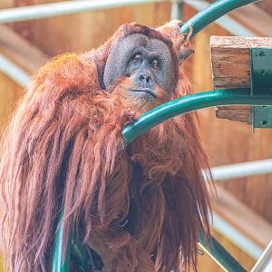 Budi the male Sumatran Orangutan