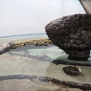 Lagoon tank - Beach area, 2023-10-07