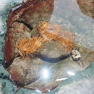 Rock pool with sea anemones and clown fish, 2023-10-07