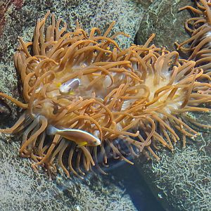 Orange sea anemone and Skunk clownfish (Amphiprion akallopisos), 2023-10-07