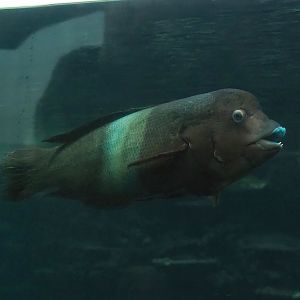 Clown Coris (Coris aygula), 2023-10-07