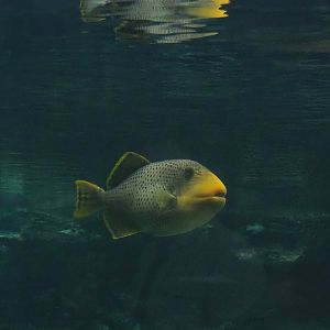 Yellowmargin triggerfish (Pseudobalistes flavimarginatus), 2023-10-07