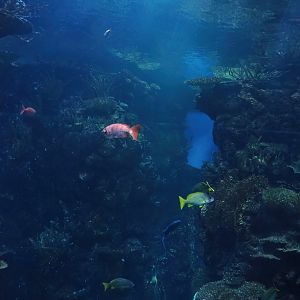 Reef crevice tank, 2023-10-07